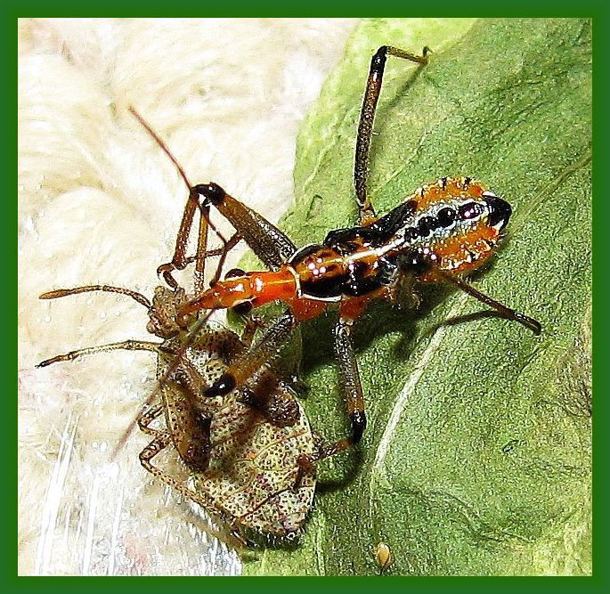 Rhynocoris bipustulatus from Antalya-Turkey